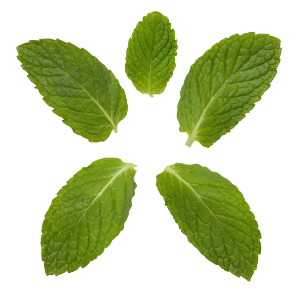 Mint Leaves isolated on white — Stock Photo, Image
