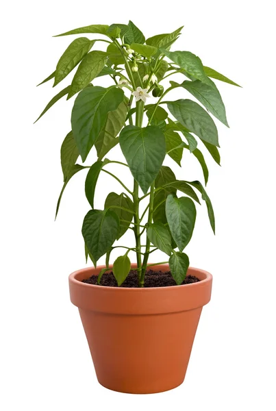 Planta de pimenta isolada em branco — Fotografia de Stock