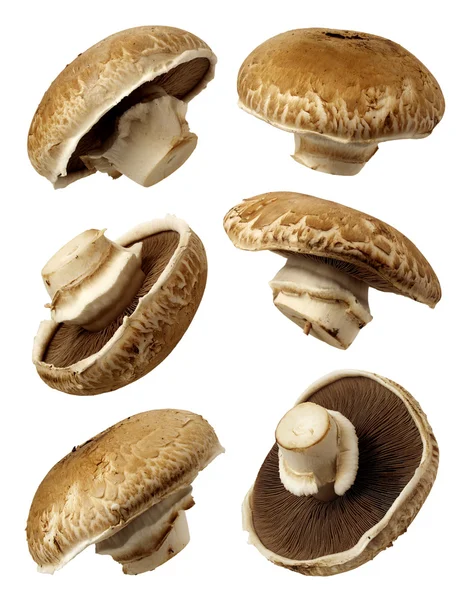 Portobello Pilze isoliert auf weiß — Stockfoto