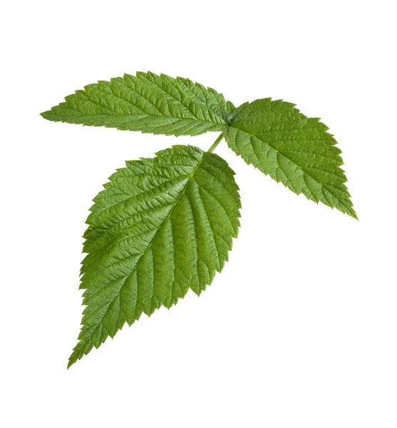 Raspberry Leaf isolated on white — Stock Photo, Image