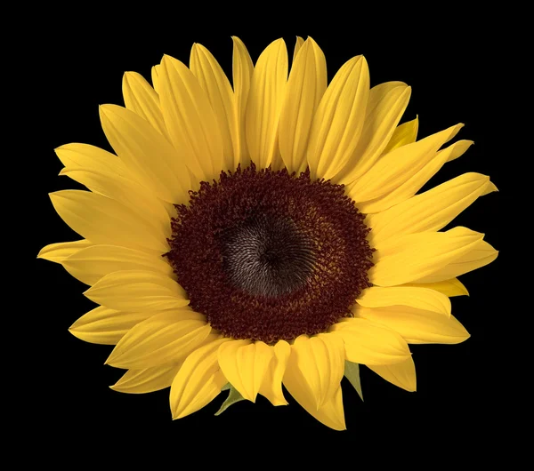 stock image Sunflower