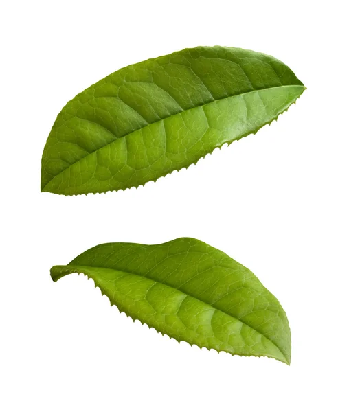 Folhas de chá isoladas em um fundo branco — Fotografia de Stock