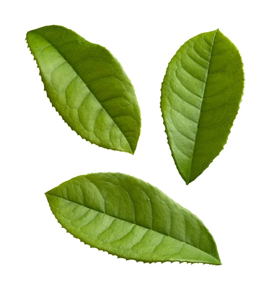 Folhas de chá isoladas em um fundo branco — Fotografia de Stock