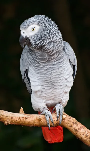 Papagaio-cinzento africano — Fotografia de Stock