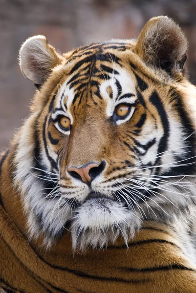 Tiger portresi