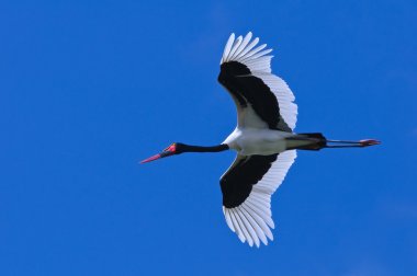 Saddle-billed Stork clipart