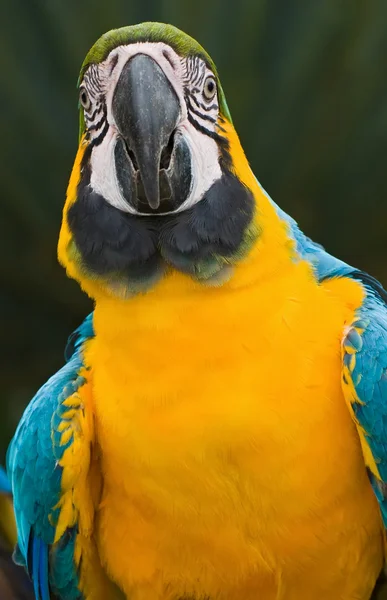Modro-žlutý macaw — Stock fotografie