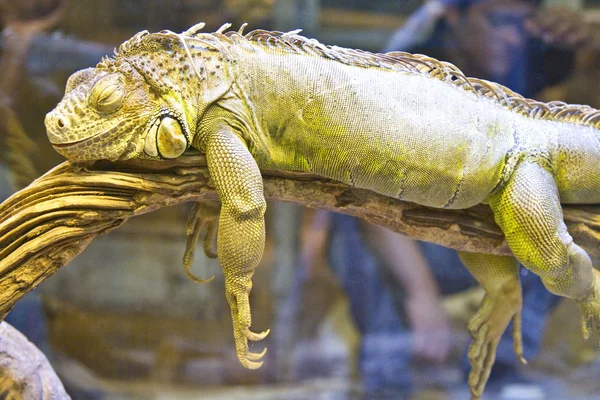 Uyuyan iguana