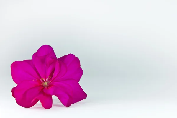 Bellissimo fiore di pelargonio — Foto Stock
