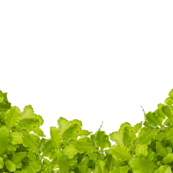 stock image Green Salad Isolated on White