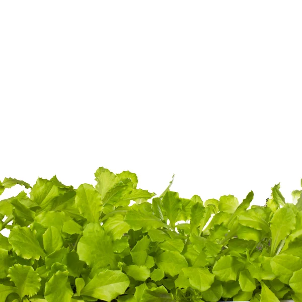 stock image Green Salad Isolated on White