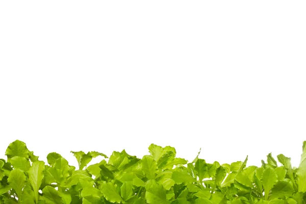 yeşil salata üzerine beyaz izole