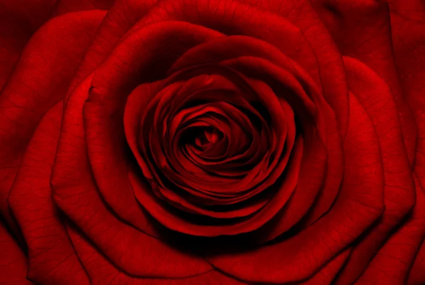 Rosa escura de perto — Fotografia de Stock