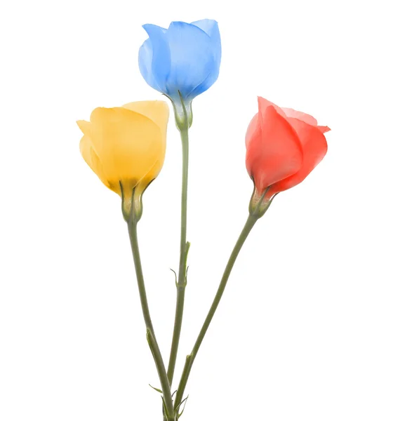 Lisianthus flowers — Stock Photo, Image