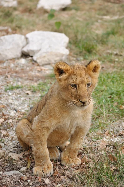 Leeuw cub — Stockfoto