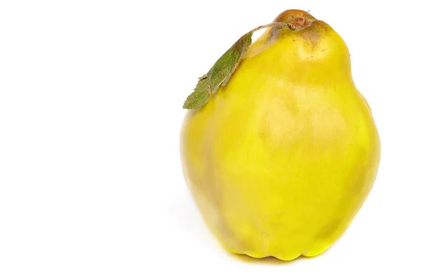 Плод айвы — стоковое фото