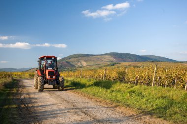 The end of harvest at the vineyards. clipart