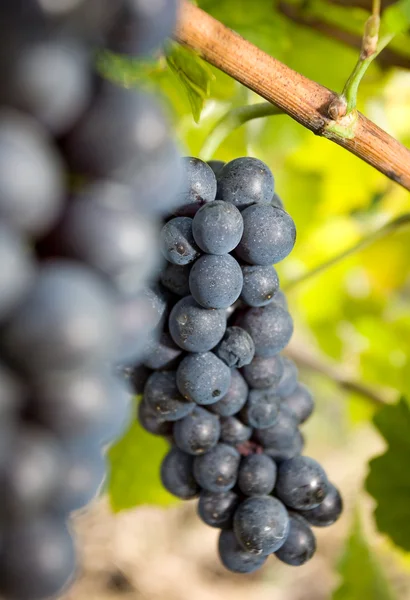 This is how red wine is born. — Stock Photo, Image