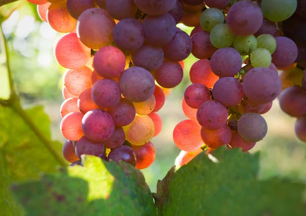 Падение в виноградниках — стоковое фото