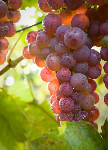 Падение в виноградниках — стоковое фото