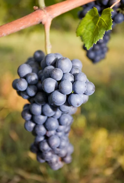 Vallen in de wijngaarden — Stockfoto