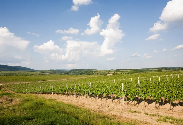 Wijngaarden late lente. — Stockfoto