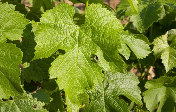 Closeup vine detail. — Stock Photo, Image
