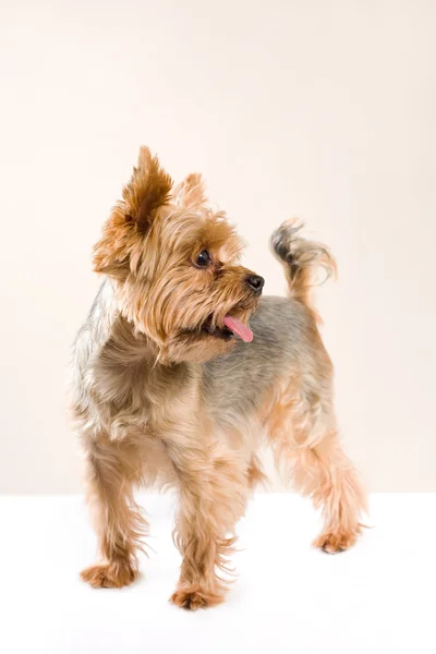 Erwachsener männlicher yorkshire terrier — Stockfoto