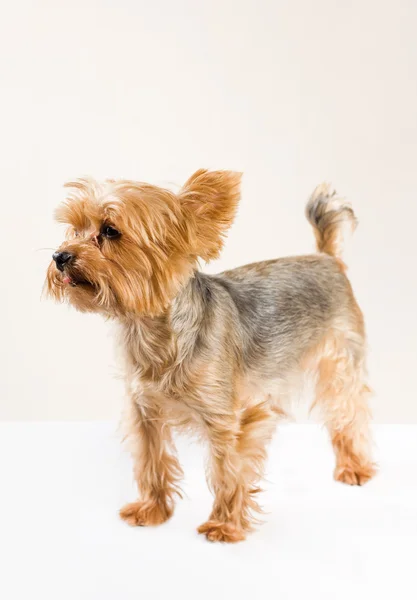 Adult male yorkshire terrier — Stock Photo, Image
