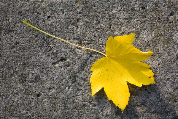 stock image Fallen