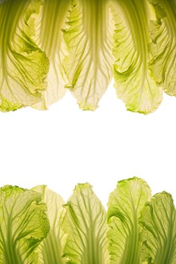 Lit-thru cabbage leaves. clipart