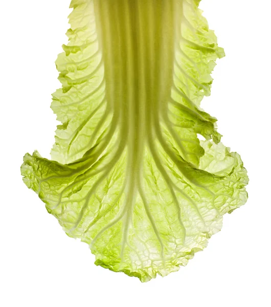 Groene salade blad. — Stockfoto
