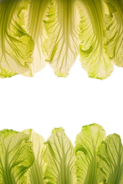Lit-thru cabbage leaves. — Stock Photo, Image
