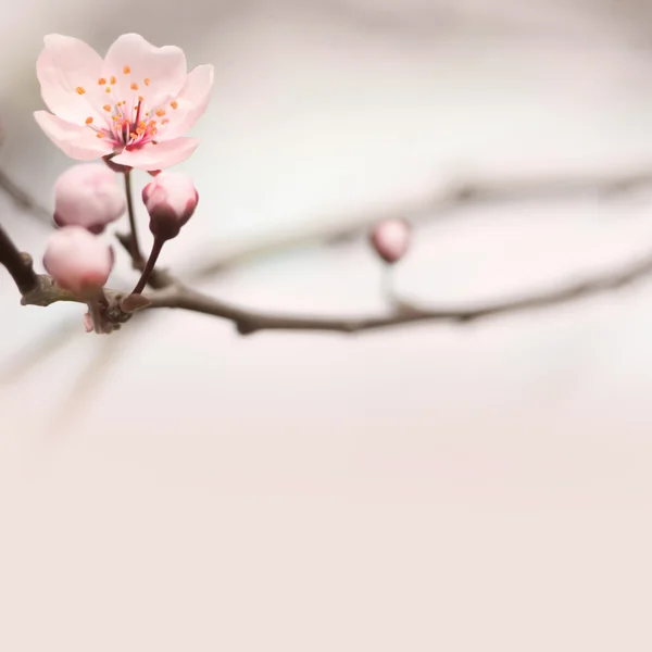 Spring header with copy space. — Stock Photo, Image