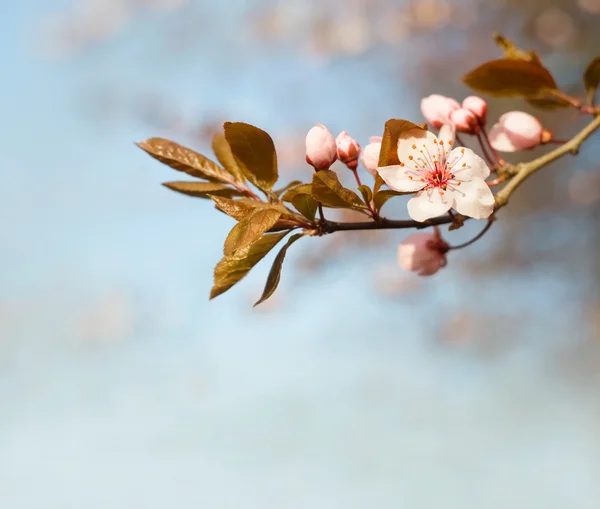 stock image Beautiful early spring flowers.