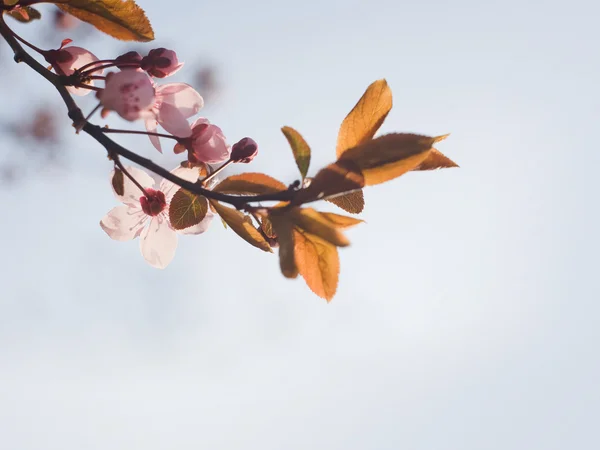 Narin bahar çiçekleri — Stok fotoğraf