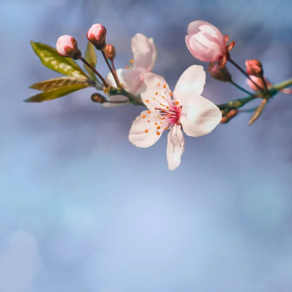 Beautiful early spring flowers. — Stock Photo, Image