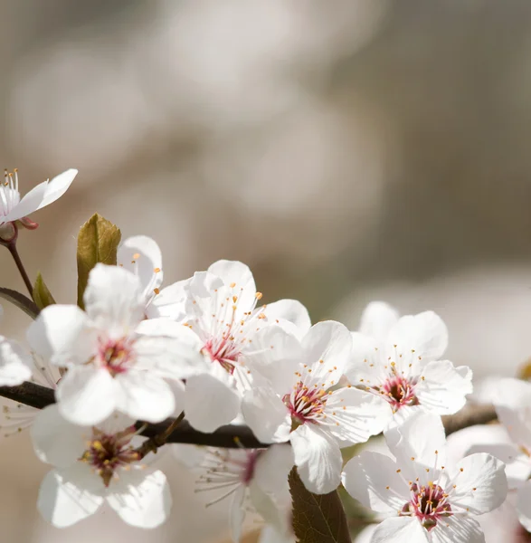 Prachtige Lentebloemen. — Stockfoto