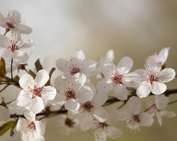 Krásný prvních jarních květin. — Stock fotografie