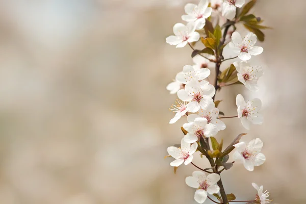 Hermosas flores de primavera soleadas —  Fotos de Stock