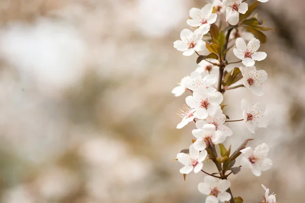 Flor de primavera . — Fotografia de Stock