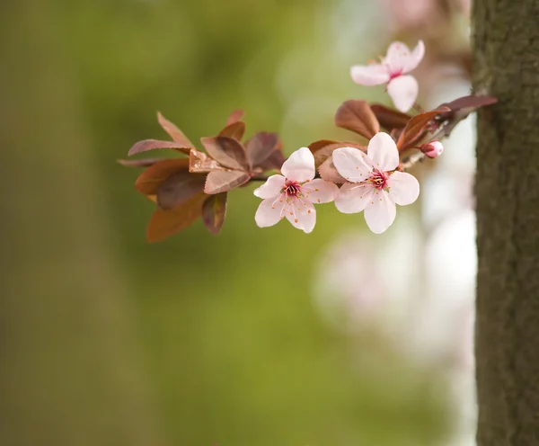 Schöne Frühlingsblumen in sanftem Licht. — Stockfoto