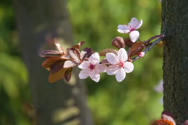 Beautiful spring flower so a small branch. — Stock Photo, Image