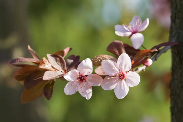 Bellissimo fiore primaverile così un piccolo ramo . — Foto Stock