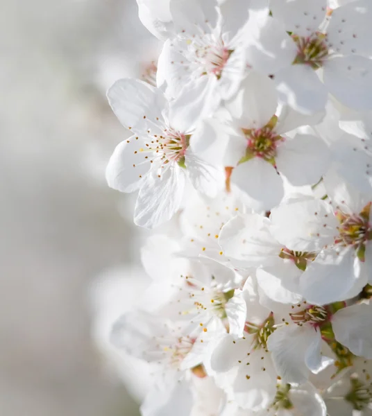 햇볕에 basking 아름 다운 초 봄 꽃. — 스톡 사진