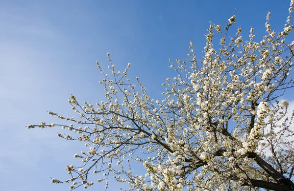 Vacker frukt träd våren blossom. — Stockfoto