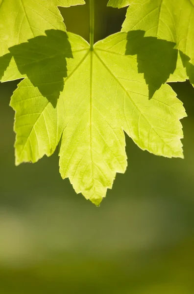 stock image New life, Fresh leaves in sunlight.