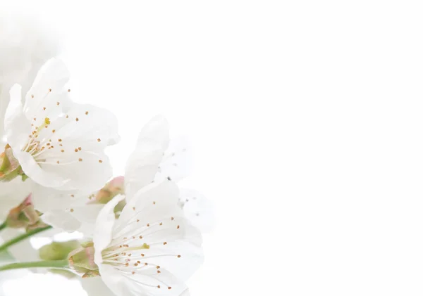 Krásné jemné jarní květiny — Stock fotografie