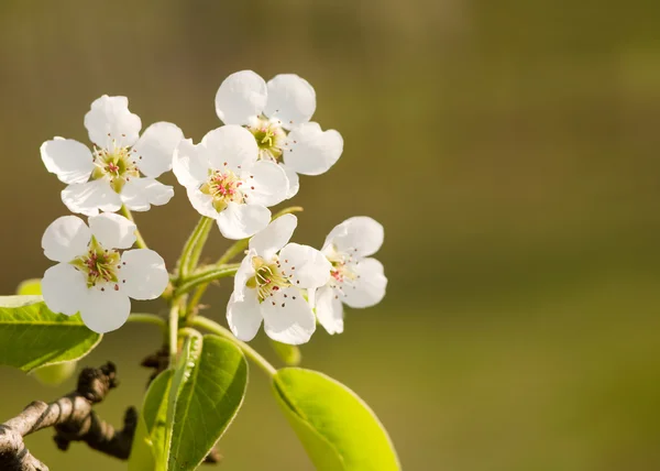 Hermosas flores de primavera delicadas —  Fotos de Stock