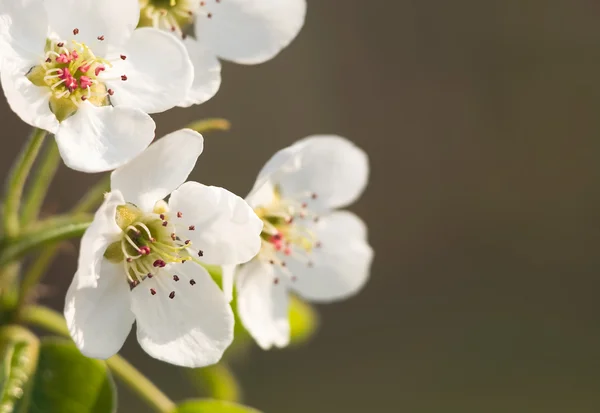 Szép finom tavaszi virágok — Stock Fotó
